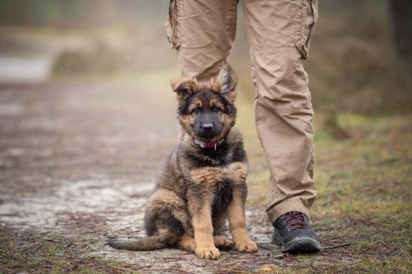 Éducation chiot